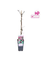 Clematis Alpina Ruby P15