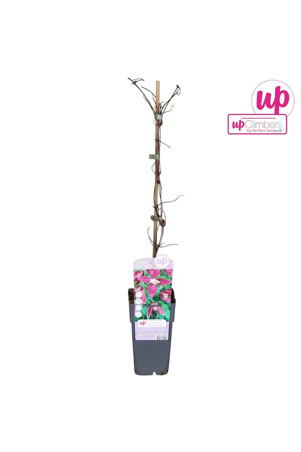 Clematis Alpina Ruby P15