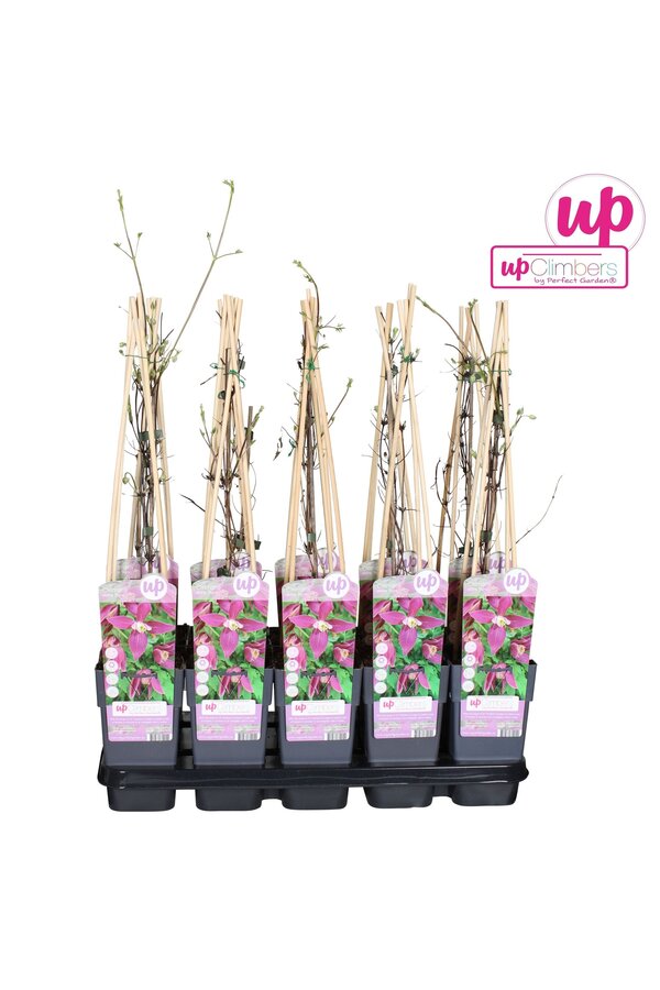 Clematis Alpina Ruby P15