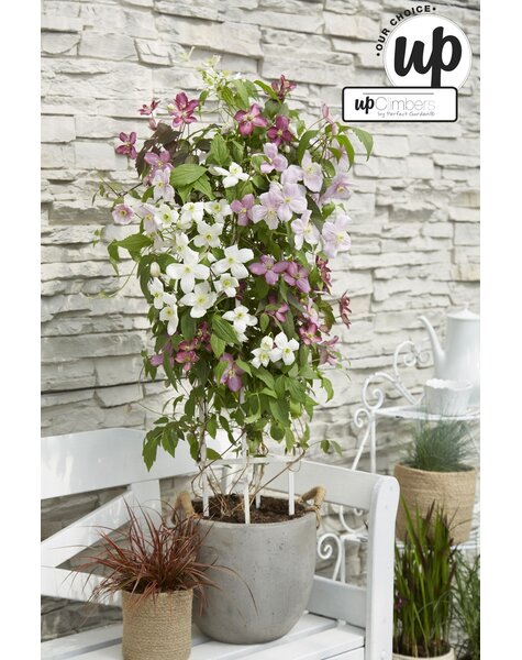 Clematis Karneval Farbmischung P23