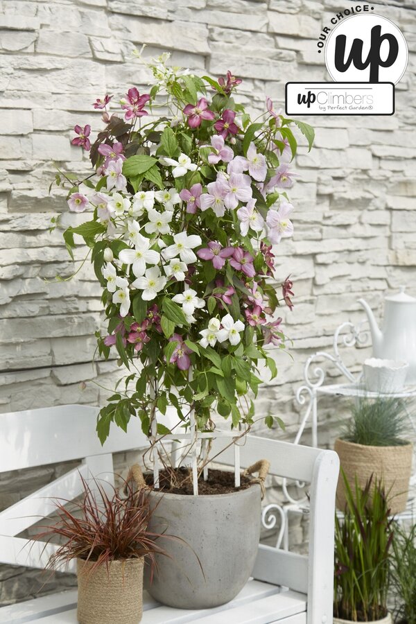 Clematis Karneval Farbmischung P23