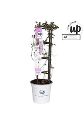 Clematis Montana Fincent® P23