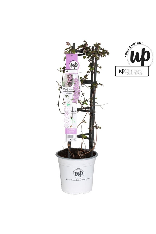 Clematis Montana Fincent® P23