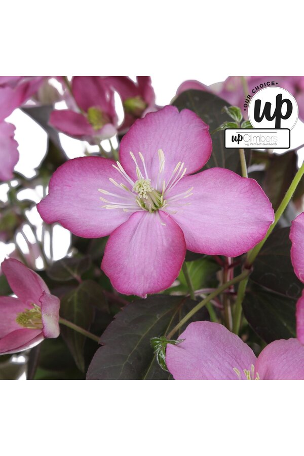 Clematis Montana Fincent® P23