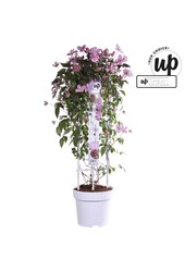 Clematis Montana Fincent® P23