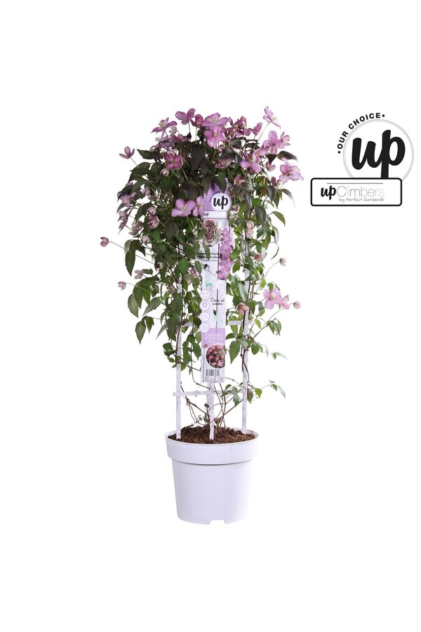 Clematis Montana Fincent® P23