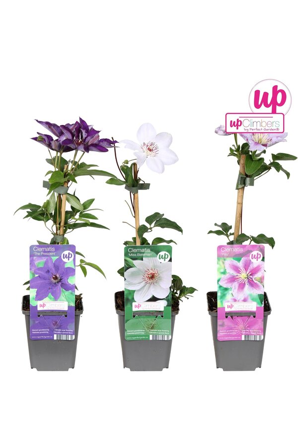 Clematis Mix-Tray Budget P9