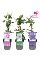 Clematis Mix-Tray Budget P9