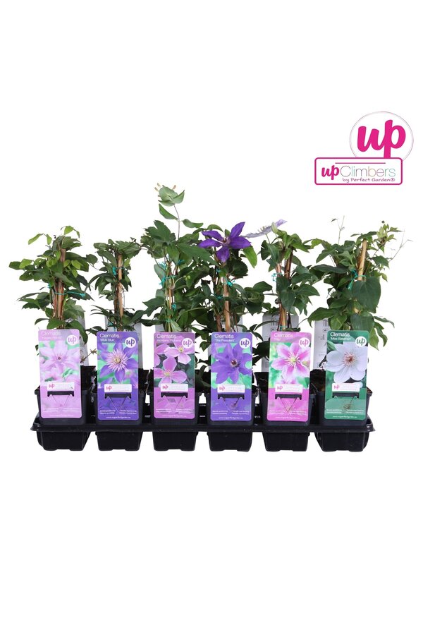 Clematis Mix-Tray Budget P9