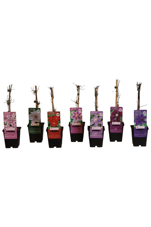 Clematis Mix-Tray Budget P9