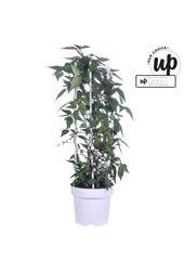 Clematis Montana Fenne® P23