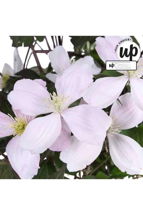 Clematis Montana Fenne® P23