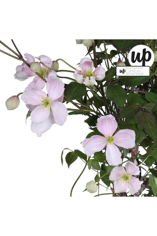 Clematis Montana Fenne® P23