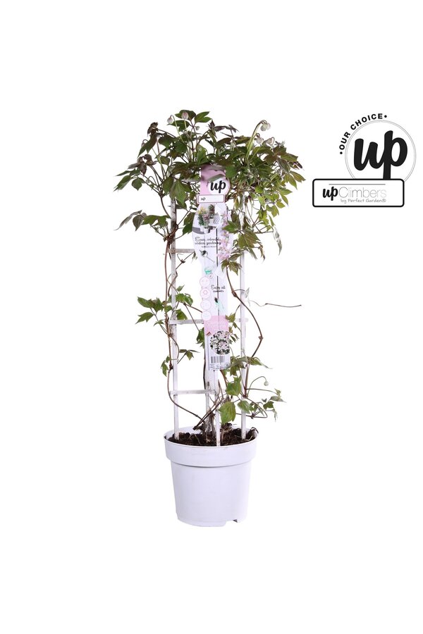 Clematis Montana Fenne® P23