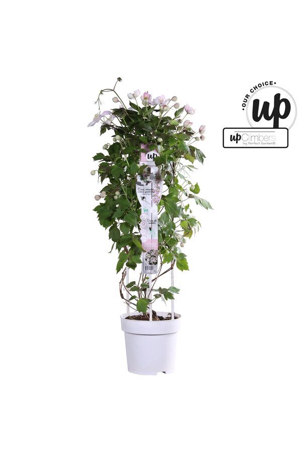 Clematis Montana Fenne® P23