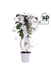 Clematis Montana Fenne® P23