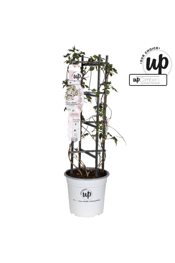 Clematis Montana Fenne® P23