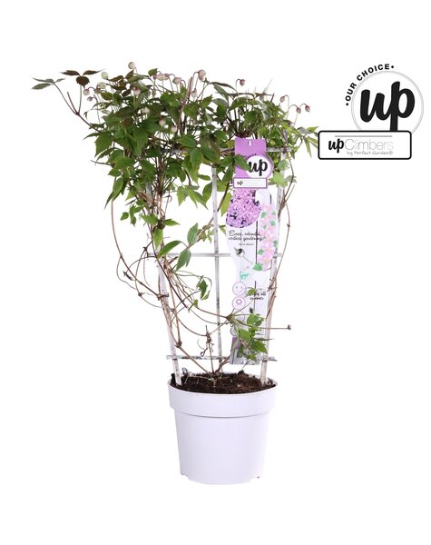 Clematis montana rubens P19