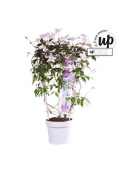 Clematis montana rubens P19