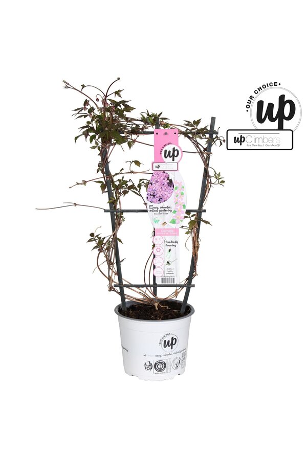 Clematis montana rubens P19