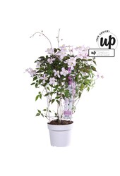 Clematis montana rubens P19