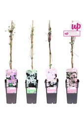 Clematis montana Mix-Tray P15