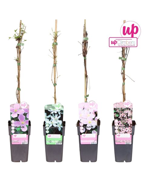 Clematis montana Mix-Tray P15