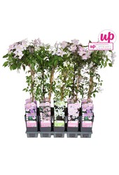 Clematis montana Mix-Tray P15