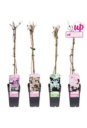 Clematis montana Mix-Tray P15