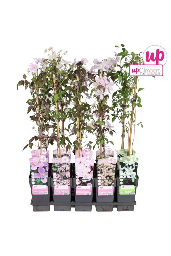 Clematis montana Mix-Tray P15