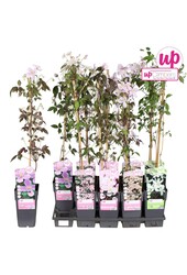 Clematis montana Mix-Tray P15