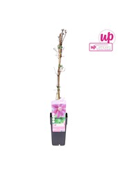 Clematis Dr Ruppel P15