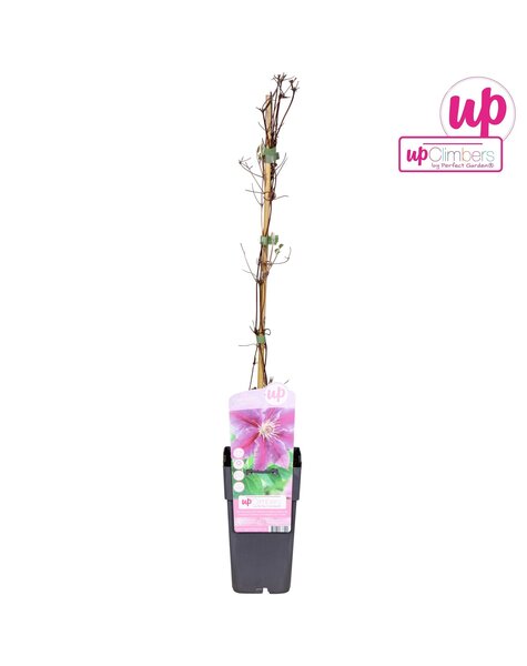 Clematis Dr Ruppel P15