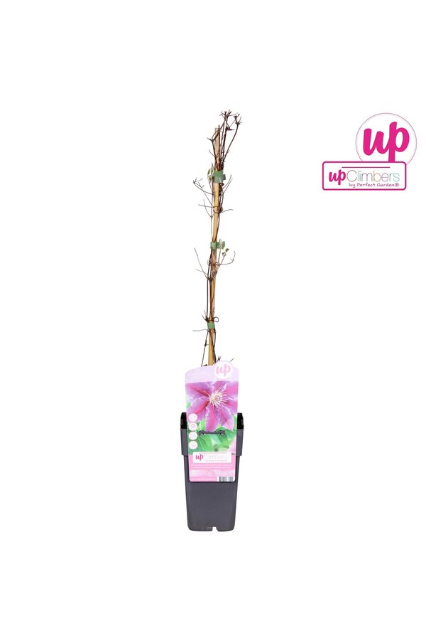 Clematis Dr Ruppel P15