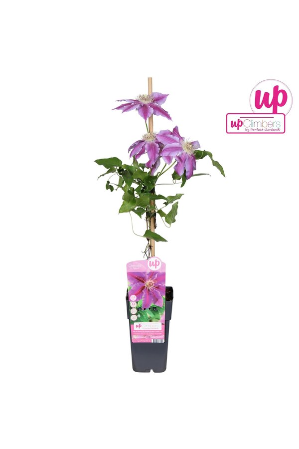 Clematis Dr Ruppel P15