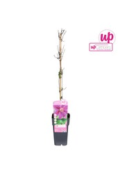 Clematis Dr Ruppel P15