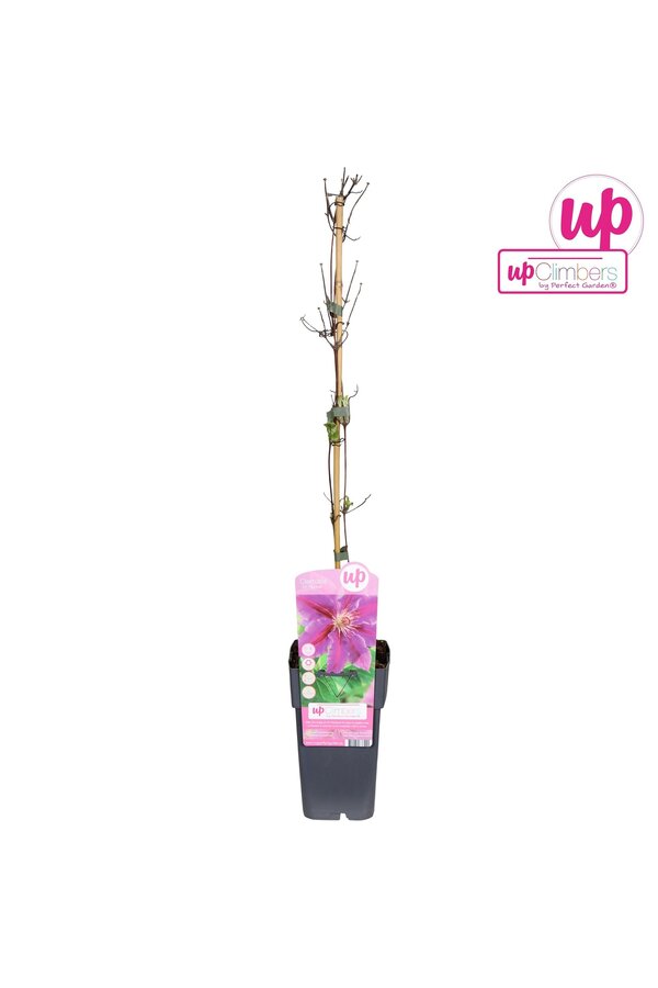 Clematis Dr Ruppel P15