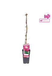 Clematis Ernest Markham P15