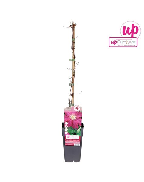 Clematis Ernest Markham P15