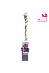 Clematis Viticella Etoile Violette P15