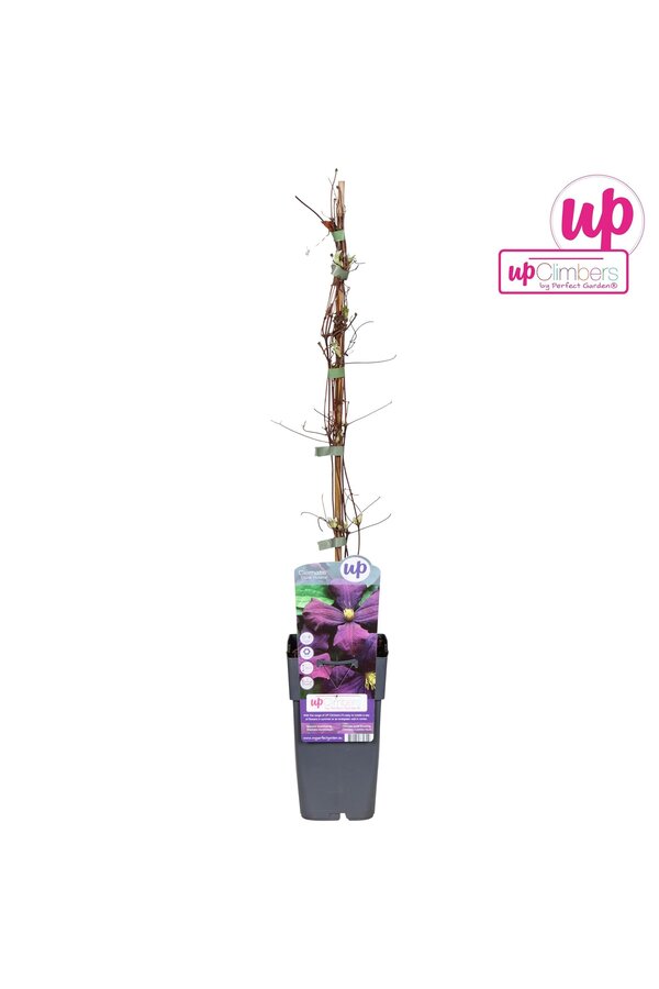 Clematis Viticella Etoile Violette P15