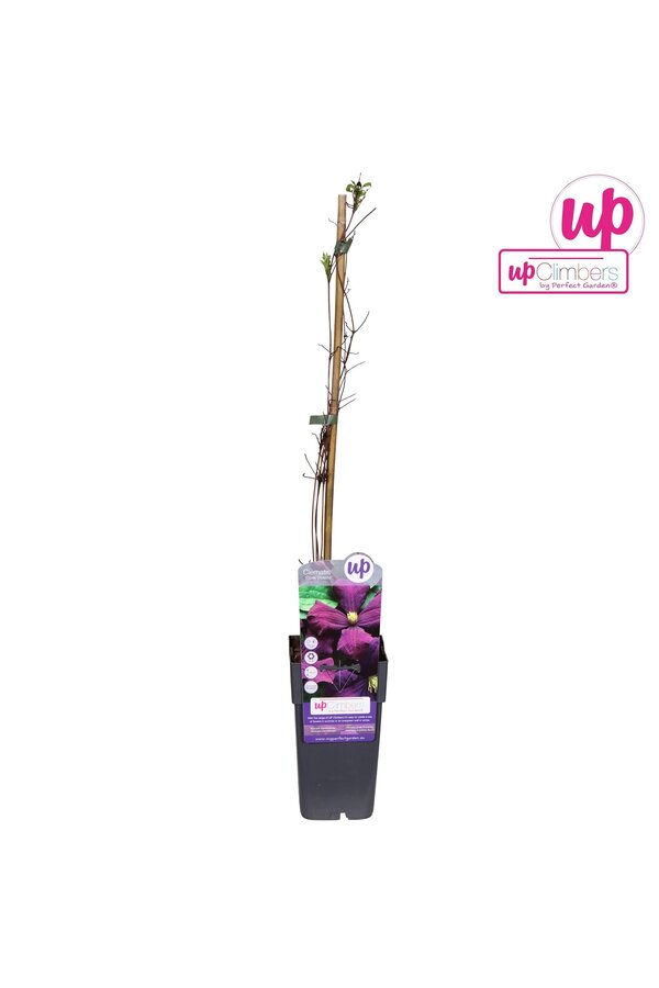 Clematis Viticella Etoile Violette P15