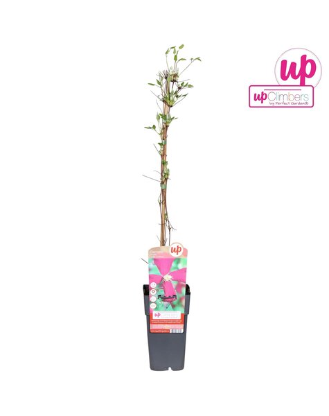 Clematis viticella Madame Julia Correvon P15