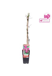 Clematis viticella Madame Julia Correvon P15