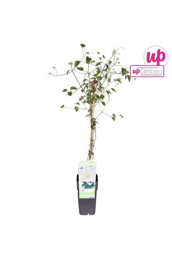 Clematis Guernsey Cream P15