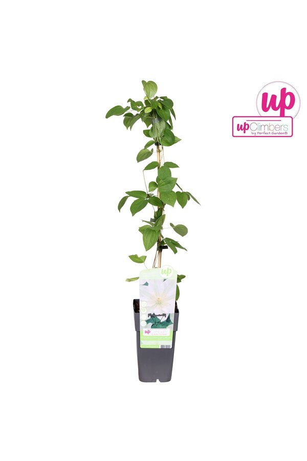 Clematis Guernsey Cream P15