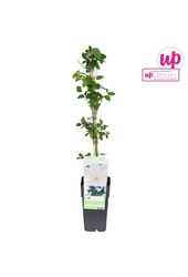 Clematis Guernsey Cream P15