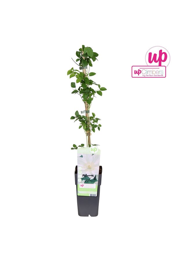 Clematis Guernsey Cream P15
