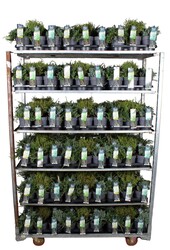 Koniferen-Mix-Tray P14