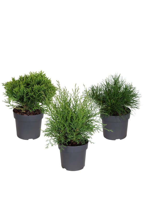 Koniferen-Mix-Tray P14